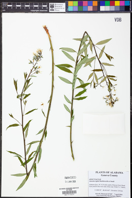 Amsonia rigida image