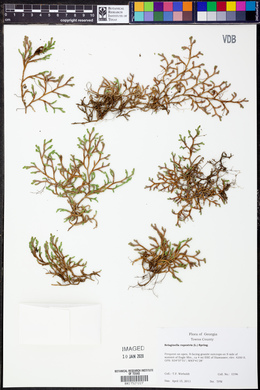 Selaginella rupestris image