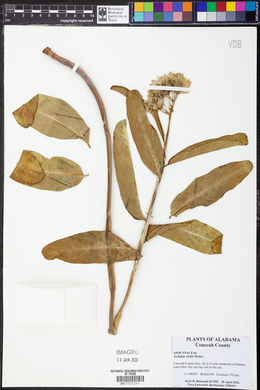 Asclepias viridis image