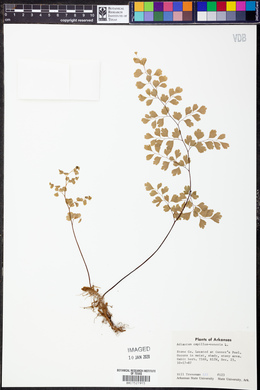 Adiantum capillus-veneris image