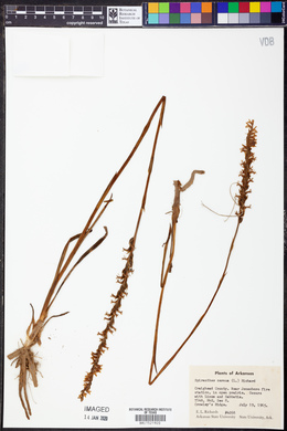 Spiranthes cernua image