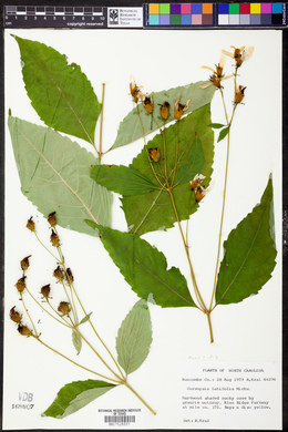 Coreopsis latifolia image