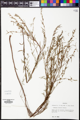 Ludwigia linearis image