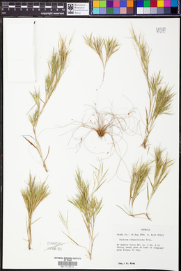 Panicum chamaelonche image