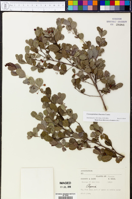 Crossopetalum rhacoma image