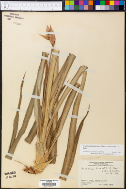 Aechmea tillandsioides image