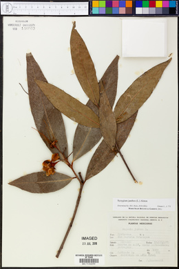 Syzygium jambos image