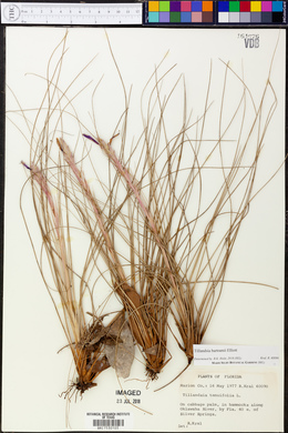 Tillandsia bartramii image