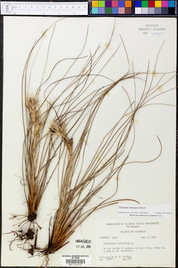 Tillandsia bartramii image