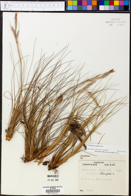 Tillandsia setacea image