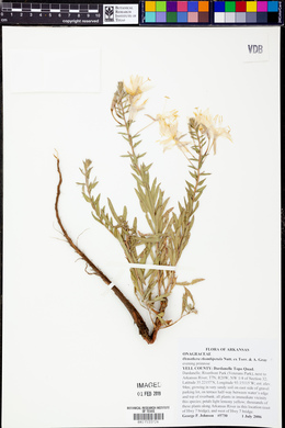 Oenothera rhombipetala image