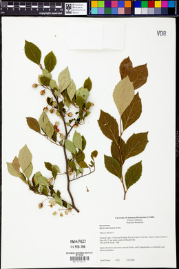 Styrax americanus image