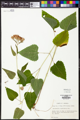 Brickellia cordifolia image