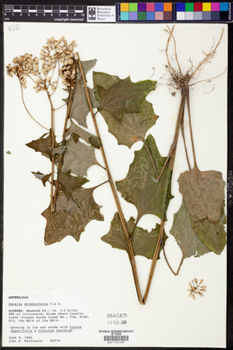 Cacalia diversifolia image