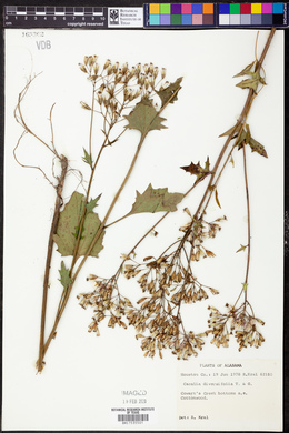 Cacalia diversifolia image