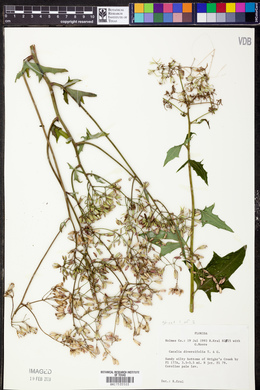 Cacalia diversifolia image