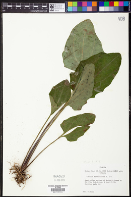 Cacalia diversifolia image