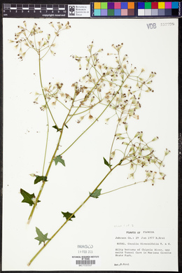 Cacalia diversifolia image