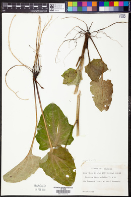 Cacalia diversifolia image