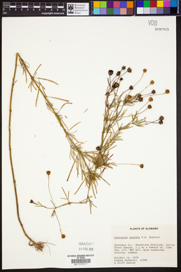 Coreopsis pulchra image