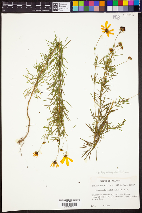 Bidens microphylla image