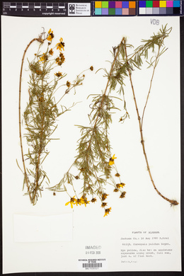 Coreopsis pulchra image