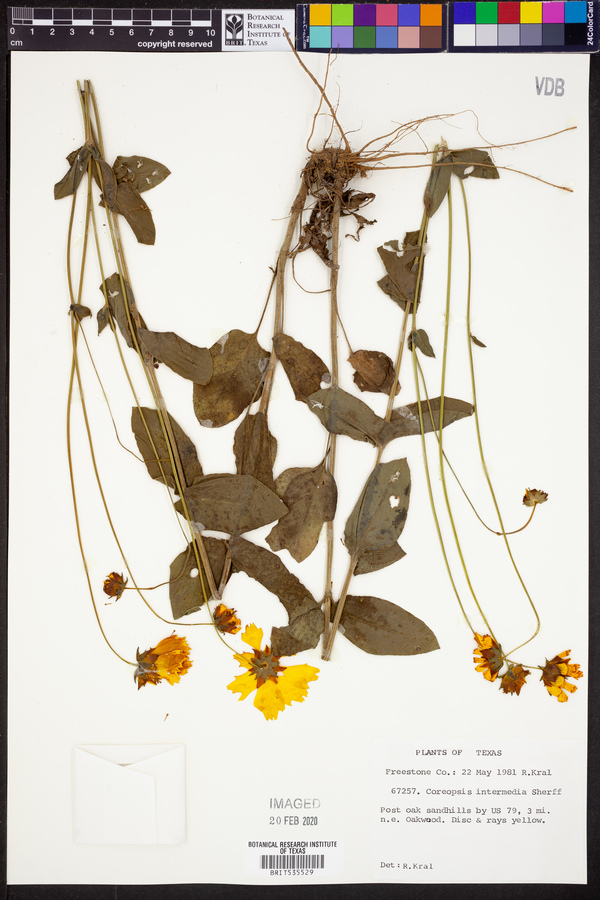 Coreopsis intermedia image