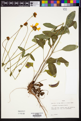 Coreopsis intermedia image