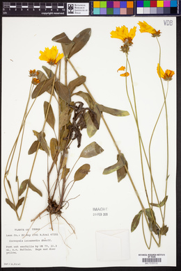 Coreopsis intermedia image