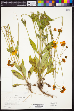 Coreopsis intermedia image