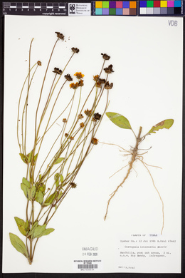 Coreopsis intermedia image