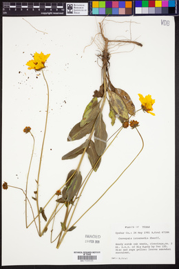 Coreopsis intermedia image