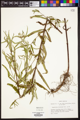 Eupatorium resinosum image