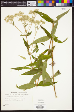 Eupatorium resinosum image