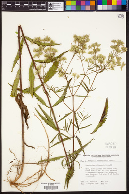 Eupatorium altissimum image