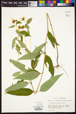 Helianthus smithii image