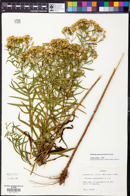 Euthamia gymnospermoides image