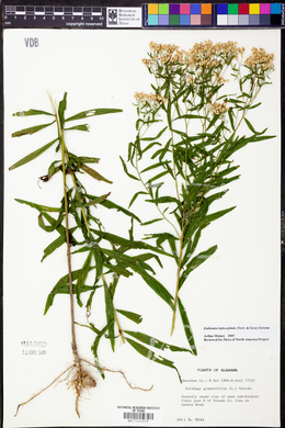 Euthamia leptocephala image