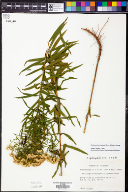 Euthamia leptocephala image