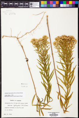 Euthamia leptocephala image