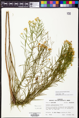 Euthamia gymnospermoides image