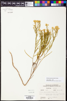 Euthamia gymnospermoides image