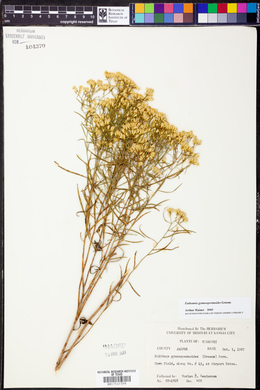 Euthamia gymnospermoides image