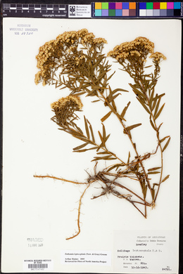 Euthamia leptocephala image