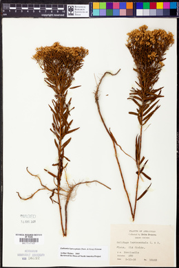 Euthamia leptocephala image