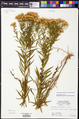 Euthamia leptocephala image
