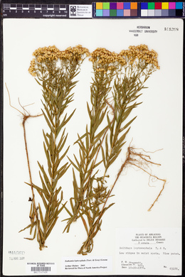 Euthamia leptocephala image