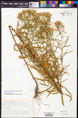 Euthamia leptocephala image