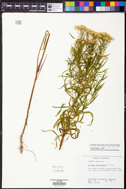 Euthamia leptocephala image