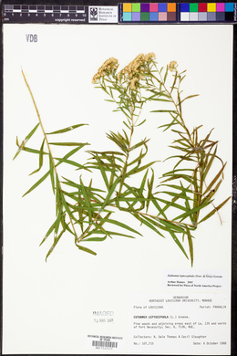 Euthamia leptocephala image